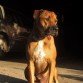 http://listadoderazasdeperrosygatos.blogspot.com/2015/02/raza-rhodesian-ridgeback.html